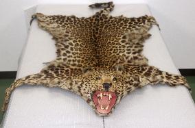 Leopard fur skin confiscated by Fukuoka police