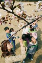 Cherry trees start blooming in Tokyo