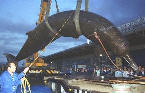 A coastal whale captured by local fishermen off the Japanese coast.