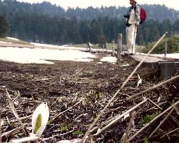 (1)Oze marshland opens to public