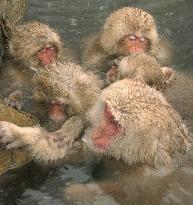 (4)Monkeys in hot spring