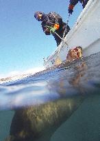 Sea lion hunter hauls catch onto boat off Hokkaido, northern Japan