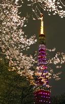 Cherry trees bloom in Tokyo