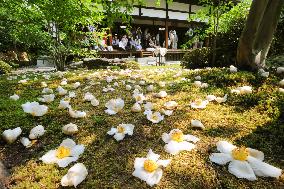 Stewartia flower event takes place in Kyoto