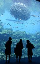 Huge water tank at aquarium replicates ocean off northeastern Japan