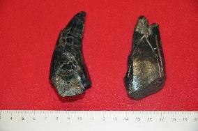 81-mil.-yr-old teeth of large dinosaur found in Nagasaki