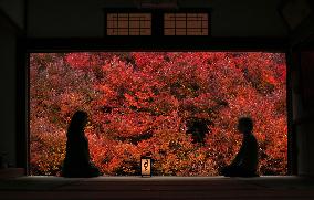 Red autumn leaves lit up at western Japan temple