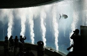 Only one tuna left at Tokyo aquarium after mass deaths