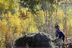 Afghan farmers prepare for winter in Bamiyan Valley village