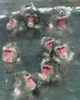 Monkeys get hot springs treat