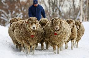 Pregnant ewes take exercise in snow