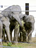 Young elephants donated by Laos on display in Kyoto zoo