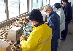 Trainees work at rebuilt oyster shop in quake-hit north Japan city