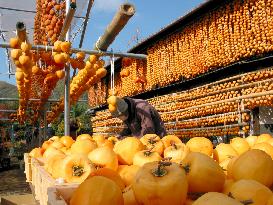 Yamanashi in peak season of persimmon drying