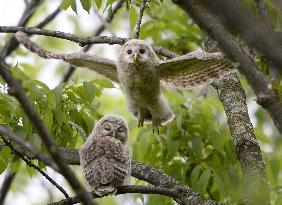 Young owl flies from branch in northern Japan forest