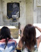 Handsome gorilla attracts crowds at Higashiyama Zoo in Japan