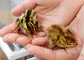 Research finds ways of producing differently colored quail chicks