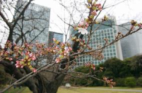 Cherry blossoms come out in Tokyo, Yokohama, Shizuoka