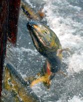 Salmon jumps at weir in Fukushima river