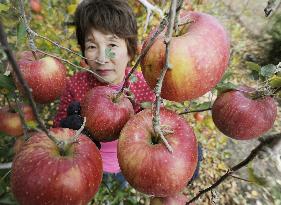 Tsunami-hit orchard harvests apples