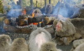 Bonfire-loving monkeys on show in Aichi monkey park
