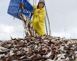 Decreasing catch of sailfin sandfish in Akita Pref.