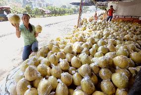 Woman sells shaddocks in China's Guangxi Zhuang Autonomous Region