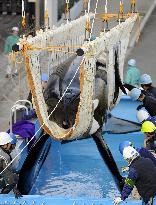 Killer whale transported