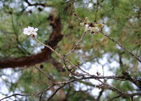 Cherry trees start blooming in Kochi