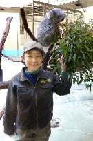Female zookeeper takes care of 3 koala bears at Tokyo zoo