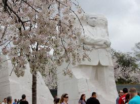 Cherry blossom festival in Washington