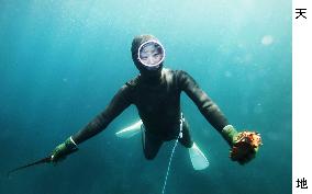 S. Korean diver holds sea cucumber caught off Shima, western Japan