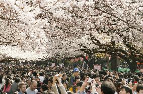 People flock to blossom gazing spots in Tokyo