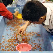 Goldfish scooping competition in Nara Pref.