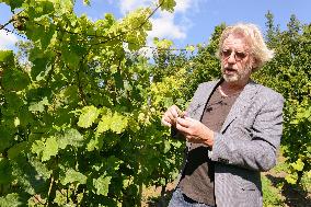 Vineyards in Europe moving northward due to climate change