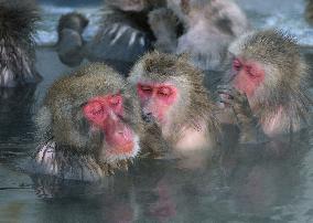 Japanese monkeys enjoy hot bath at botanical garden