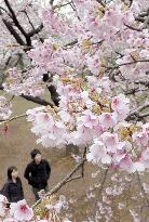 Cherry blossoms blooming at Tokyo's Shinjuku-Gyoen Park