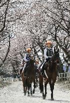 Trainee jockeys parade under cherry trees