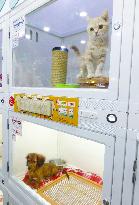 Pet shop in Tokyo
