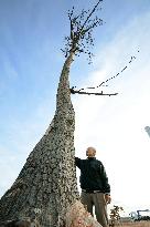 Pine that survived 2011 disaster in Fukushima