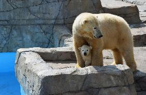 Polar bear and cub at Sapporo zoo