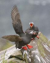 Spectacled guillemot seabird flaps wings at cliff on Hokkaido islet