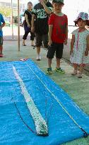 Oarfish displayed at aquarium in Fukui, western Japan