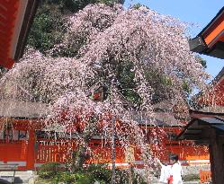 Cherry at Kumano-Nachi Taisha Shrine in full bloom