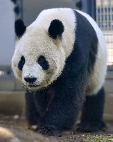 Ueno Zoo preparing for pandas' mating