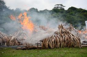 Kenyan government burns more than 100 tons of ivory