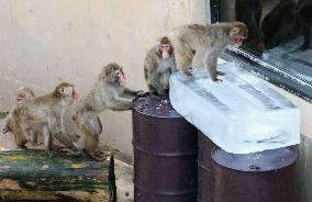 Monkeys at zoo play with ice in Japan's scorching summer