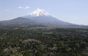 Mt. Fuji and forest