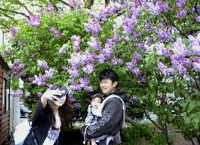 Lilac festival in Sapporo