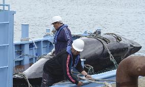 Last round of Japan's "research" whaling